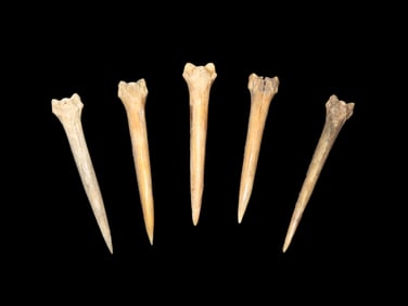 Lot of 5 Catfish Spine Bone Needles, found in Illinois River Bottom, Ex Charlie Cathers Collection