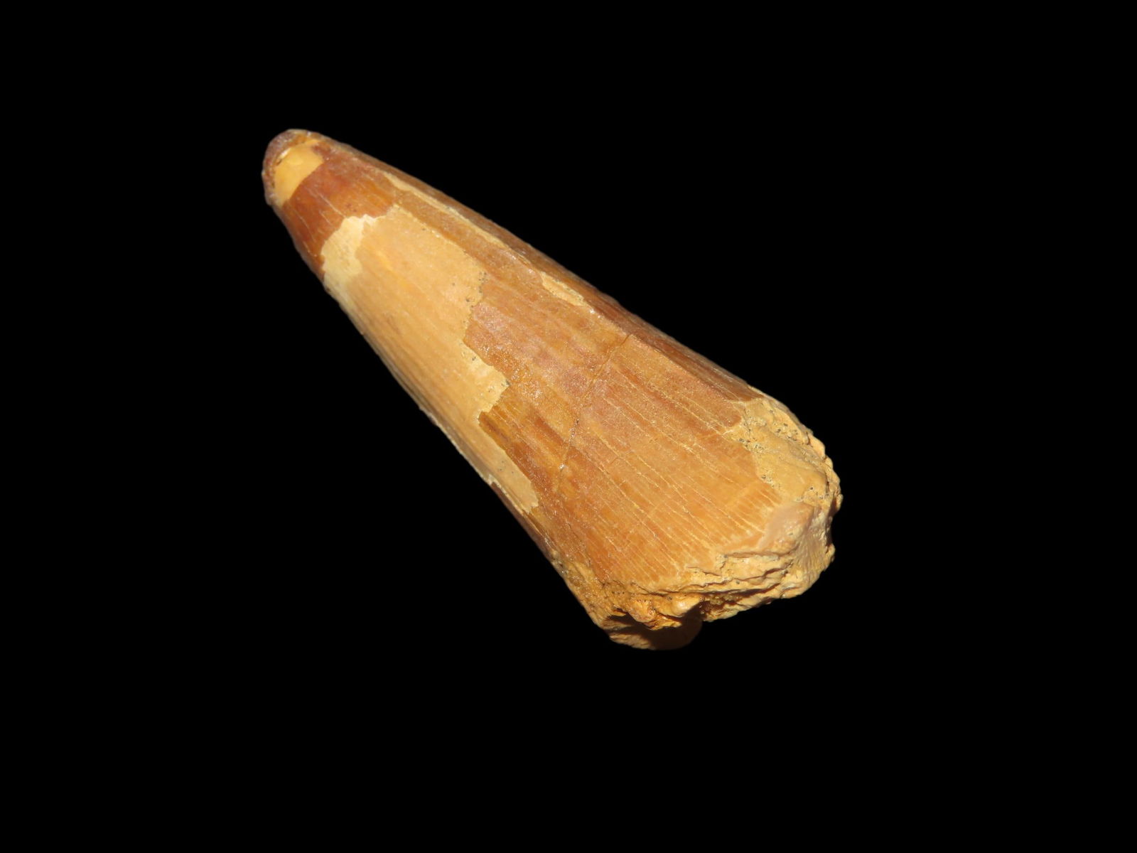1 1/2" x 5/8" Fossil Spinosaurus Tooth, Upper Cretaceous Period, from Egypt, 112 MYA-71.2MYA: 1 1/2" x 5/8" Fossil Spinosaurus Tooth, Upper Cretaceous Period, from Egypt, 112 MYA-71.2MYA