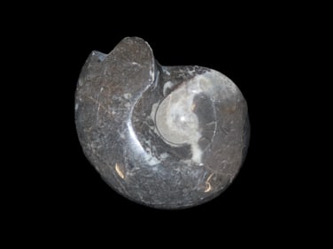3" x 2 1/2" x 3/4" Fossil Ammonite, Polished