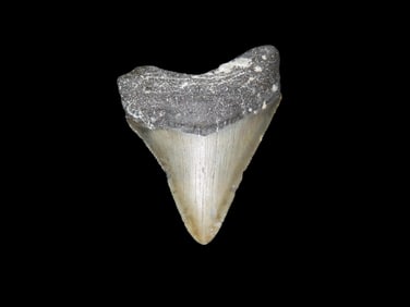 2 3/8" x 1 3/4" Fossil Megalodon Shark Tooth, found in Florida