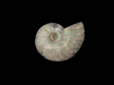 1 3/8" x 1" x 3/4" Outstanding Iridescent Fossil Ammonite