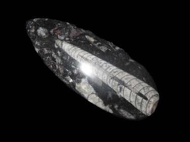 4 15/16" x 1 15/16" Flat Back Polished Fossil Orthoceras, Devonian Period, found in the Atlas Mtns.