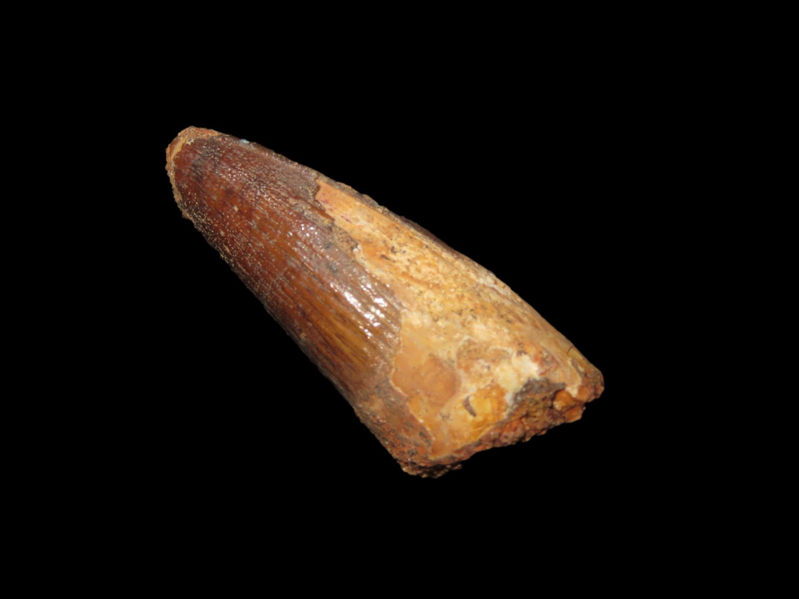 1 5/8" x 5/8" Fossil Spinosaurus Tooth, Upper Cretaceous Period, found in Egypt: 1 5/8" x 5/8" Fossil Spinosaurus Tooth, Upper Cretaceous Period, found in Egypt