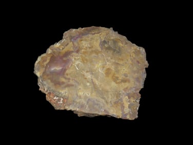 5 1/2" x 4 3/4" x 1/4" Fossil Dinosaur Dung, Coprolite, Slabbed and Polished, from Morrison