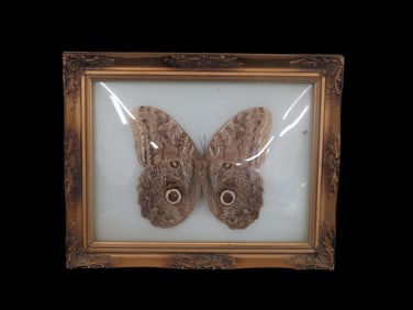 8 1/2" x 11" Frame containing 5 1/2" x 5" Preserved Owl Butterfly from Brazil under Bubble