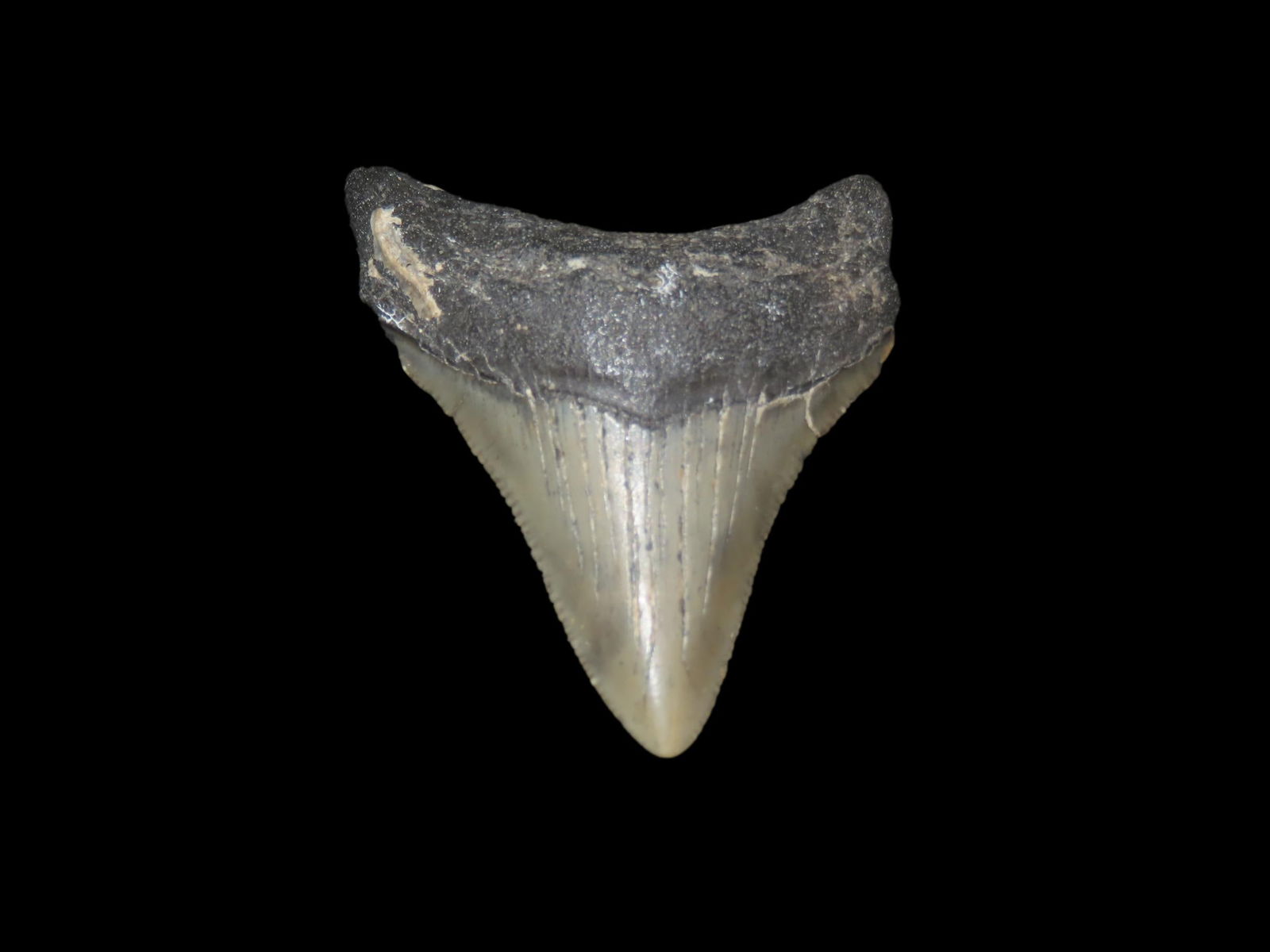 2 7/16" x 1 15/16" Fossil Megalodon Shark Tooth, Found in Florida: 2 7/16" x 1 15/16" Fossil Megalodon Shark Tooth, Found in Florida