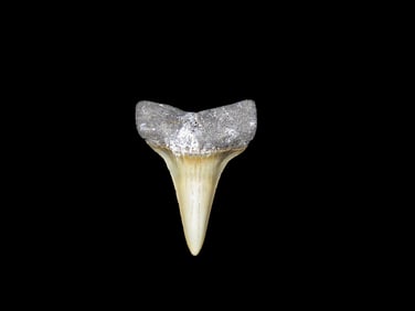 1 5/8" x 1 1/8" Mako Shark Tooth Fossil Millions years Old Found In Florida