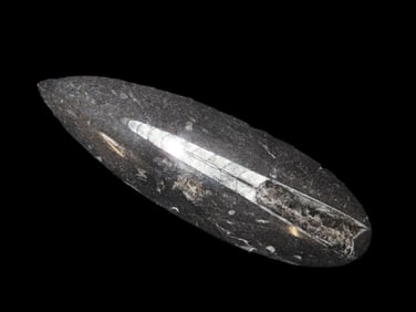 6 3/8" x 1 1/2" 400 Million Year Old Polished Orthoceras Devonian Period Atlas Mountains Of Morocco