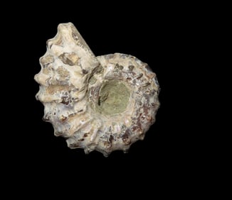 1 3/8" x 1" Tractor Ammonite Fossil Douvilleiceras Mid Late Cretaceous