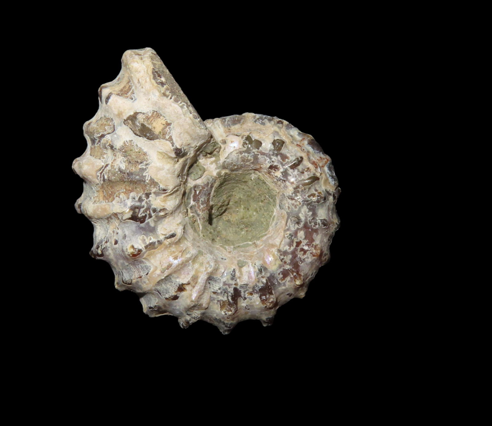 1 3/8" x 1" Tractor Ammonite Fossil Douvilleiceras Mid Late Cretaceous: 1 3/8" x 1" Tractor Ammonite Fossil Douvilleiceras Mid Late Cretaceous