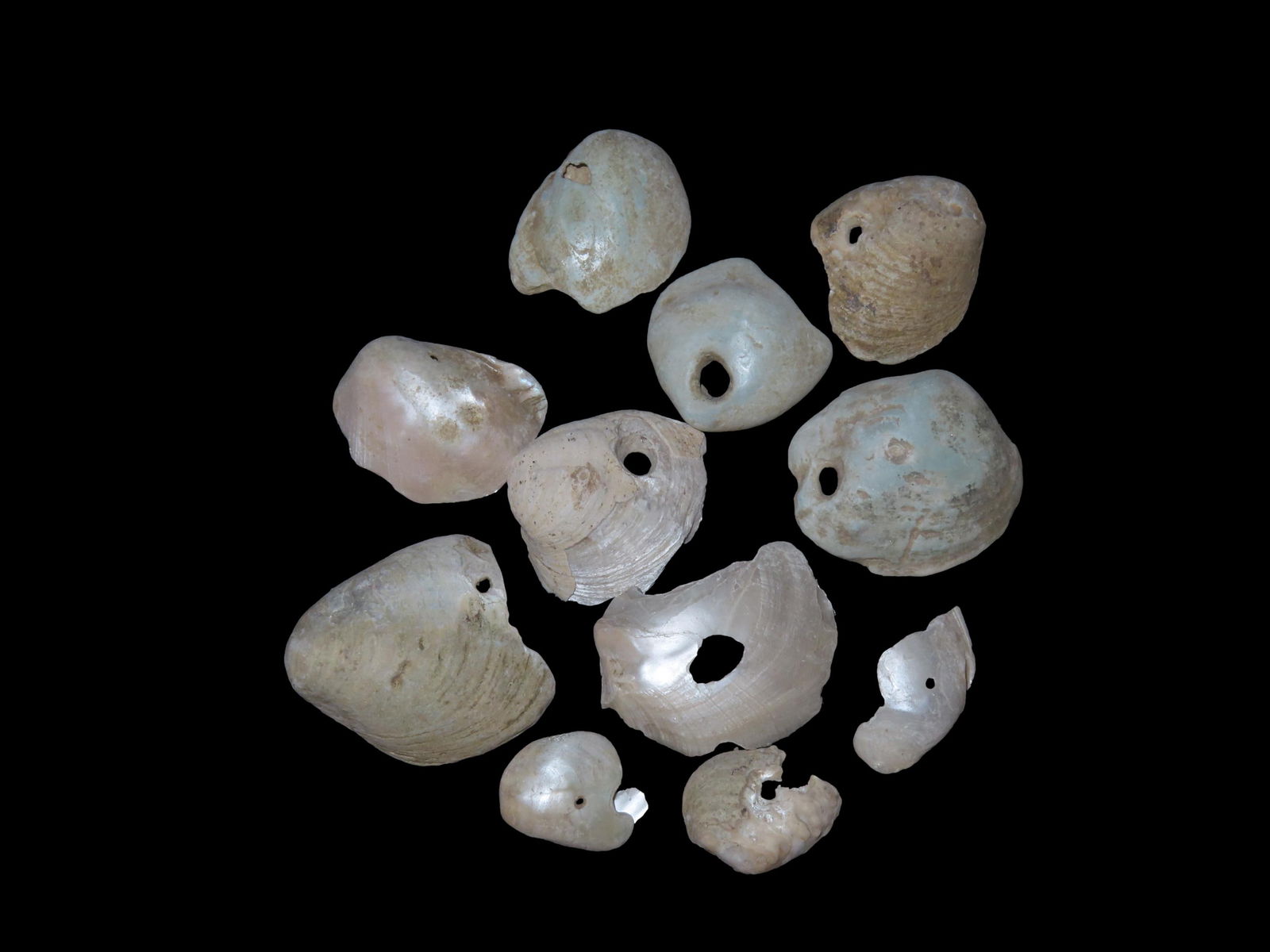 Set Of 10 Mississippi Era Shell Beads Found Near Cahokia Madison Co ILL: Set Of 10 Mississippi Era Shell Beads Found Near Cahokia Madison Co ILL
