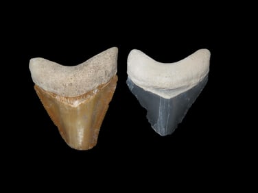 Set of 2 Fossil Shark Teeth, found at the Bone Valley in Florida