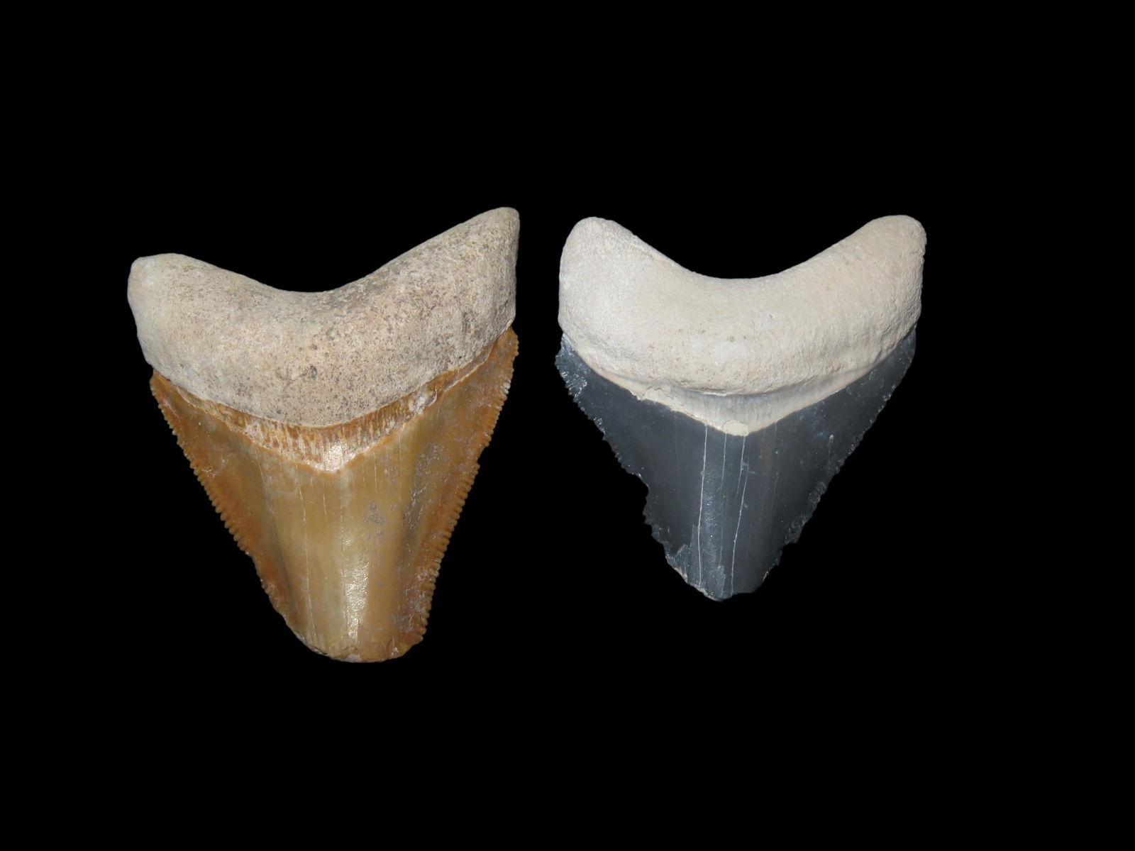 Set of 2 Fossil Shark Teeth, found at the Bone Valley in Florida: Set of 2 Fossil Shark Teeth, found at the Bone Valley in Florida