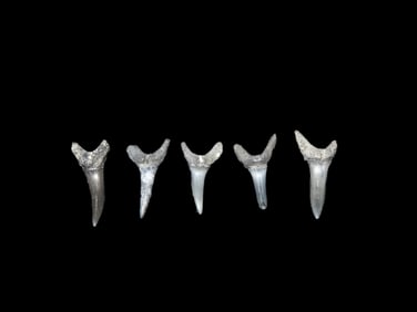 5 Quality Fossil Shark Teeth Found In The Peace River Florida