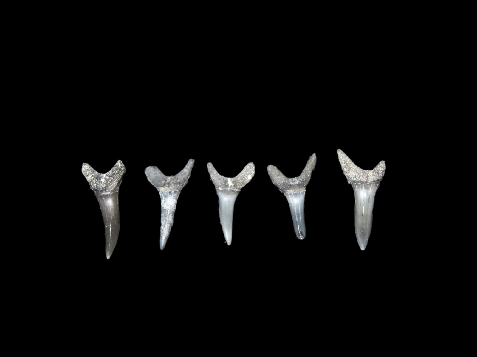 5 Quality Fossil Shark Teeth Found In The Peace River Florida: 5 Quality Fossil Shark Teeth Found In The Peace River Florida