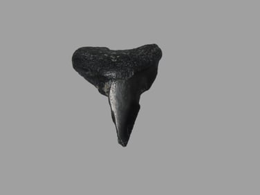 1"3/8 x 1" Megalodon Shark Tooth Fossil Florida