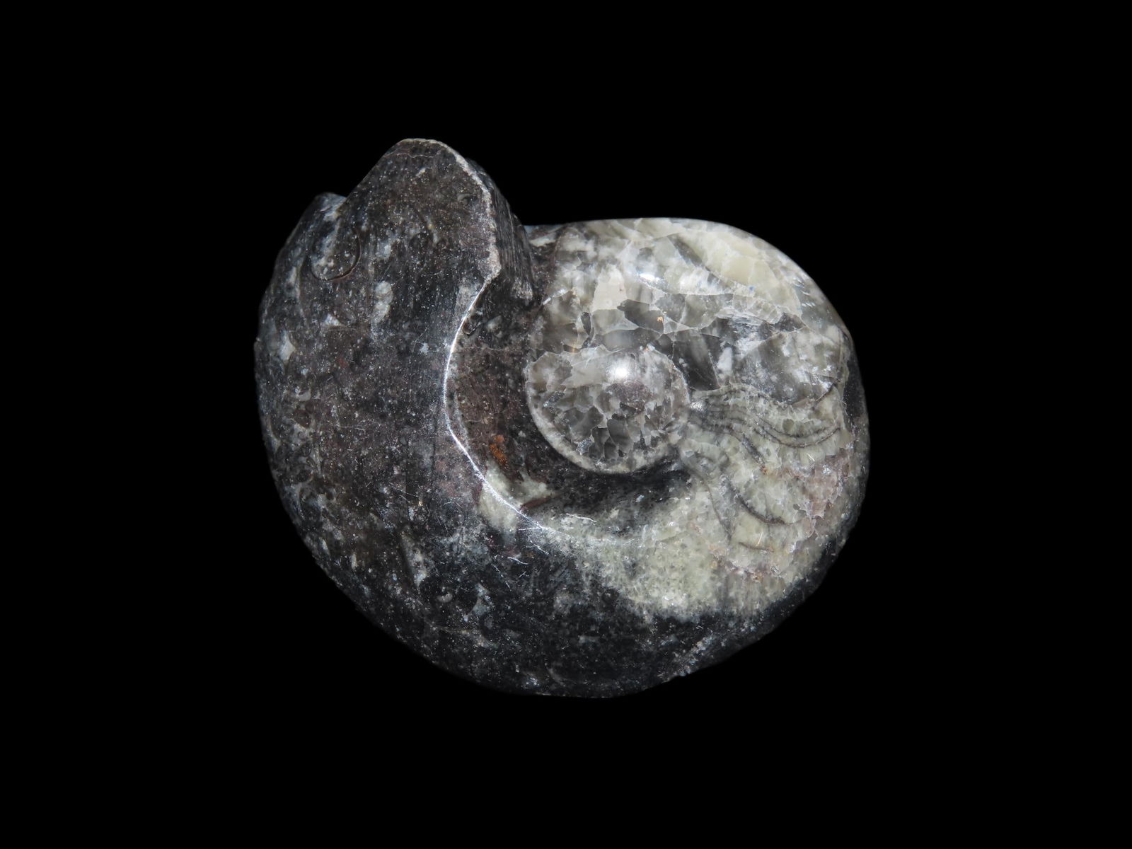 2"3/4 x 2" Fossil Ammonite 408 to 65 Million Years Old Paleozoic to Mesozoic Era: 2"3/4 x 2" Fossil Ammonite 408 to 65 Million Years Old Paleozoic to Mesozoic Era