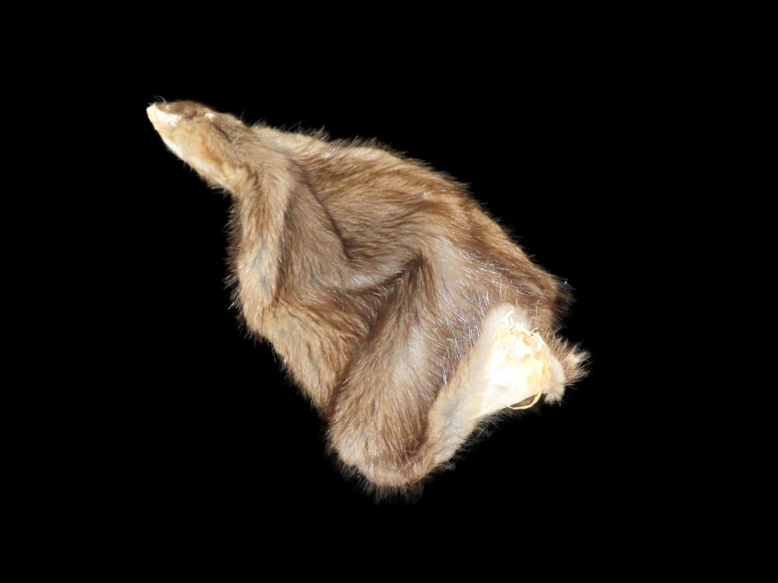 Muskrat Fur Professionally Soft Tanned Hide Pelt Great For Displaying Your Relics (1 of 7)