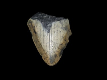 2" 1/8 x 2" 1/2 Megalodon shark Tooth Fossil Florida