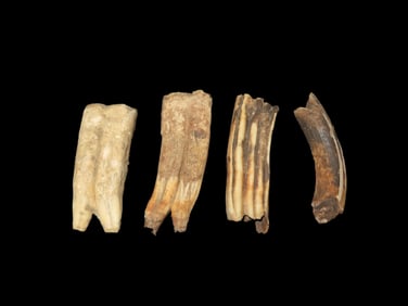 Set Of Fossil Teeth Found In Rivers Stream Of North East Missouri