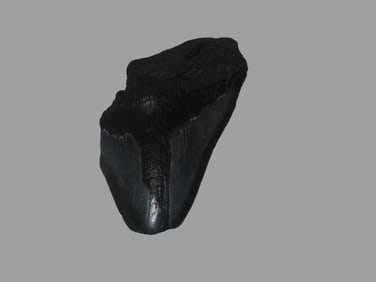 4" 1/2 x 2" Megalodon Fossilized Shark Tooth South Carolina