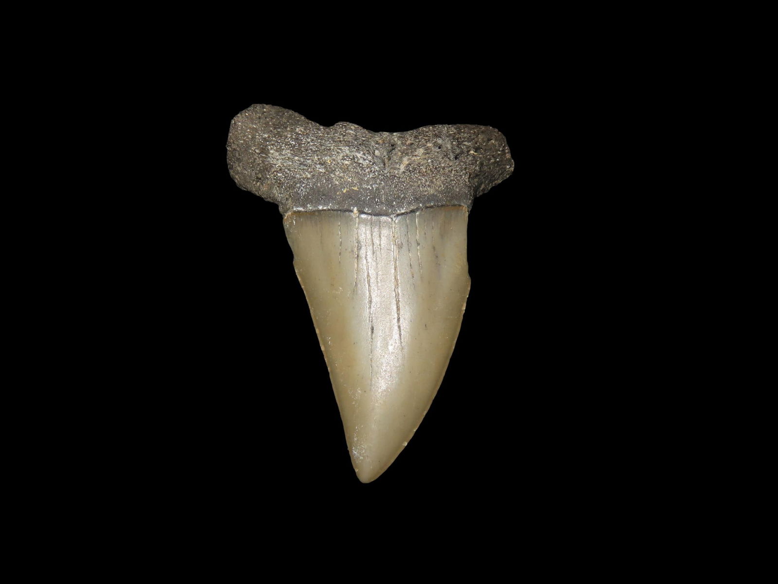 1" 7/8 x 1" 1/4 Megalodon Shark Tooth Fossil Florida (1 of 6)