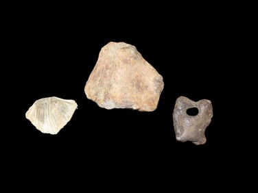 Set of 3 Fossils 1 Whole Clam 1 Bone Knuckle With Hole 1 Large Mammoth Age Section All Found In