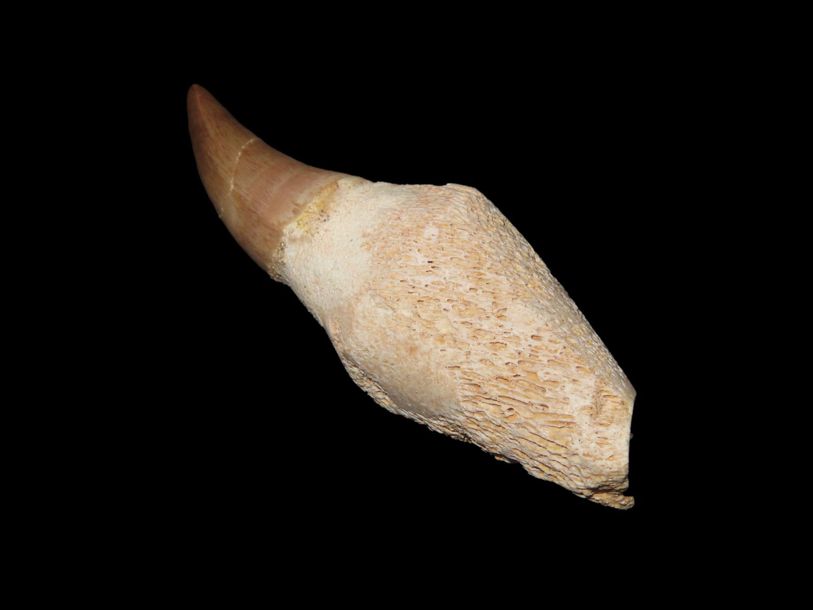 2" 3/4 Authentic Prehistoric Mosasaur Mosasaurus Tooth Fossil From Fossil From Morocco: 2" 3/4 Authentic Prehistoric Mosasaur Mosasaurus Tooth Fossil From Fossil From Morocco