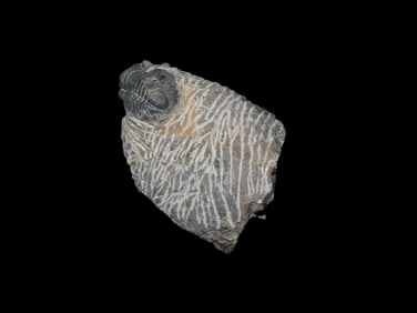 Proteus Trilobite Proetida Trilobite Devonian 350-400 MYO
