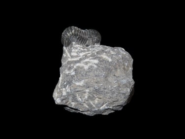 1" 7/8 Trilobite Fossil In Matrix