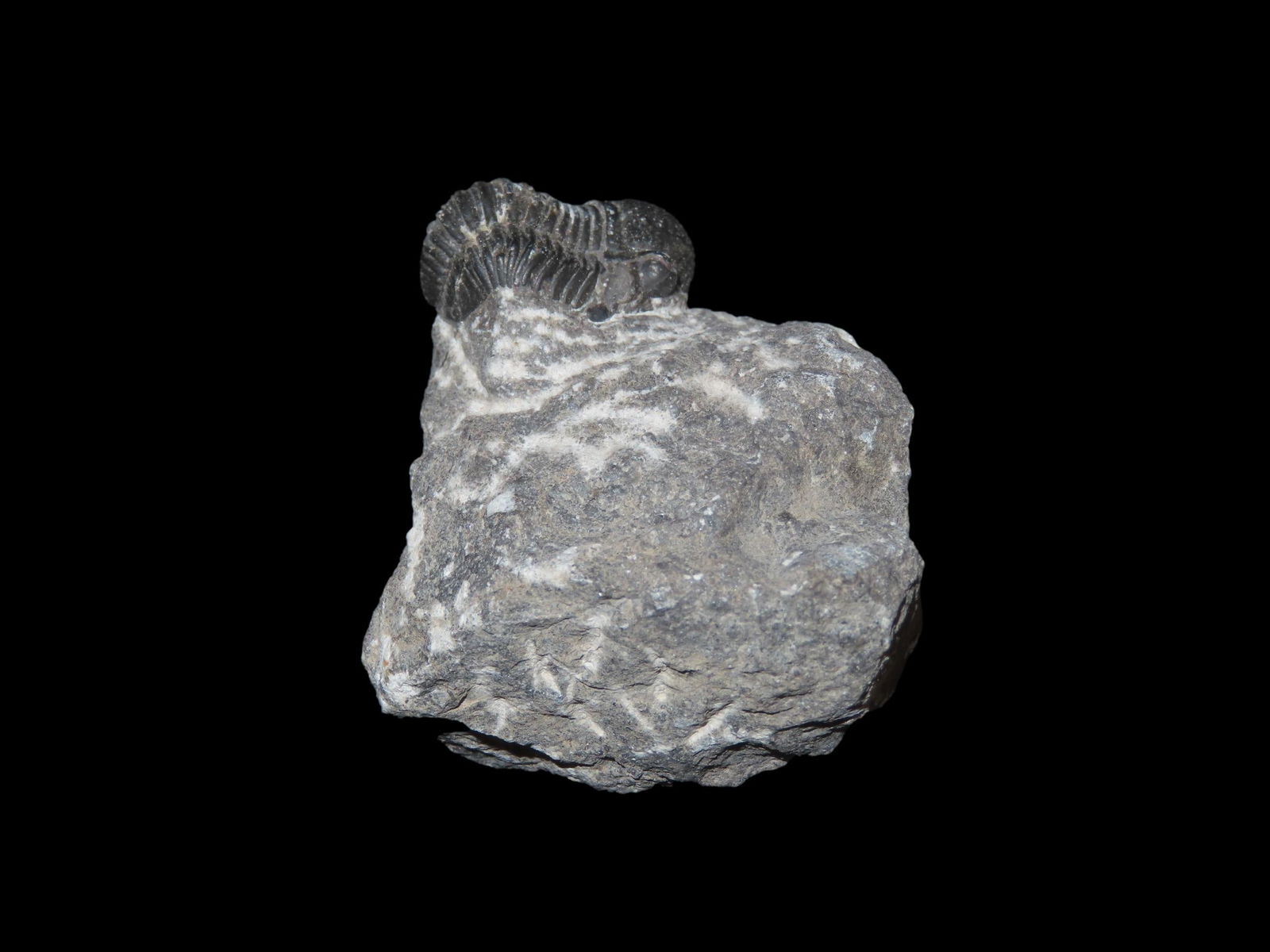 1" 7/8 Trilobite Fossil In Matrix: 1" 7/8 Trilobite Fossil In Matrix