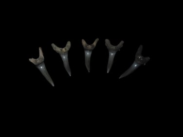 5 Quality Fossil Shark Teeth Found In The Peace River Florida