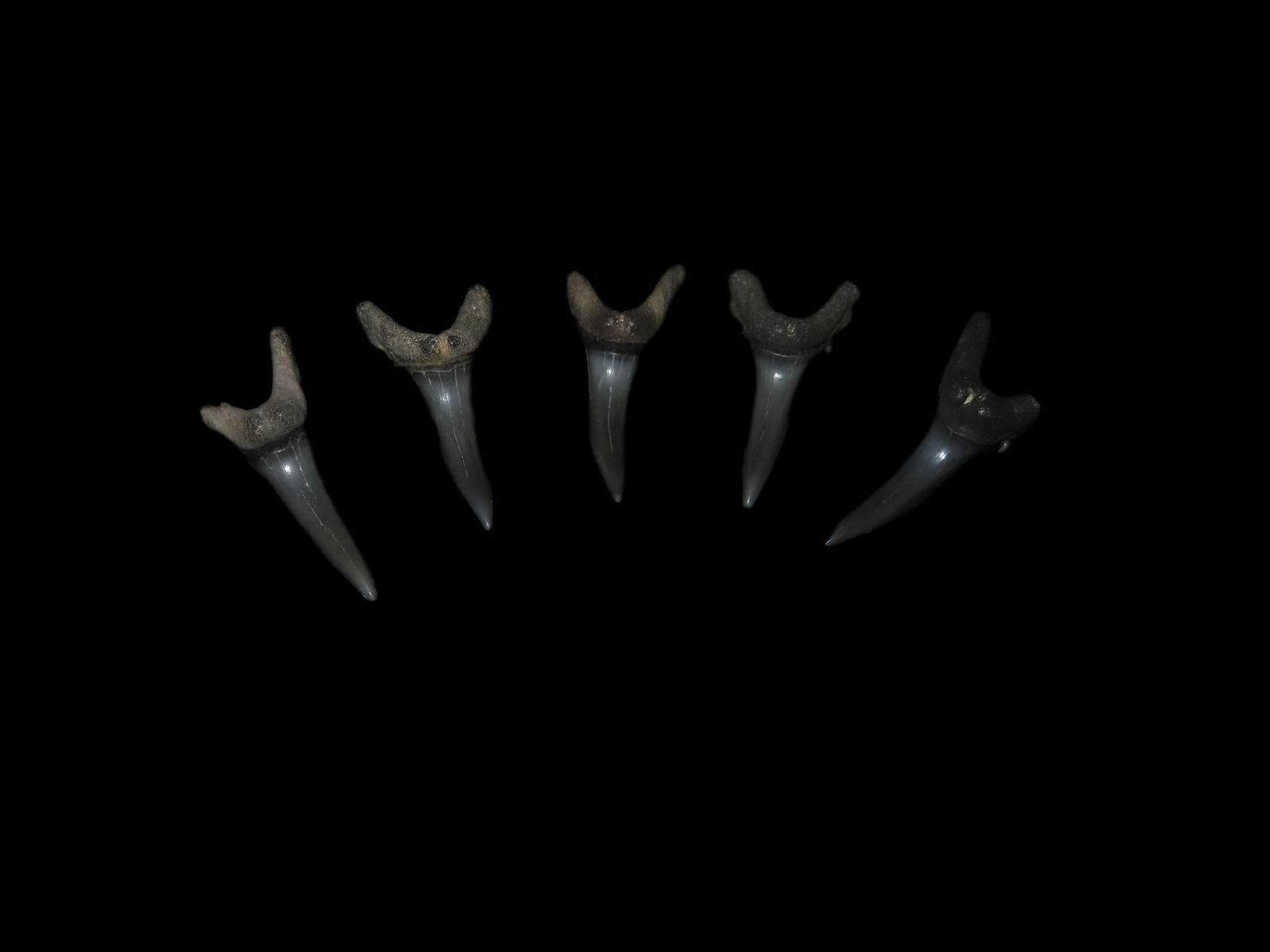 5 Quality Fossil Shark Teeth Found In The Peace River Florida: 5 Quality Fossil Shark Teeth Found In The Peace River Florida