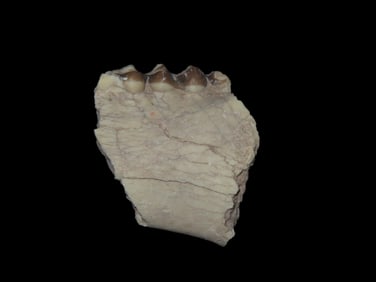Fossil Mammal Tooth Jaw Bone Cretaceous Period 65/66 Million YO