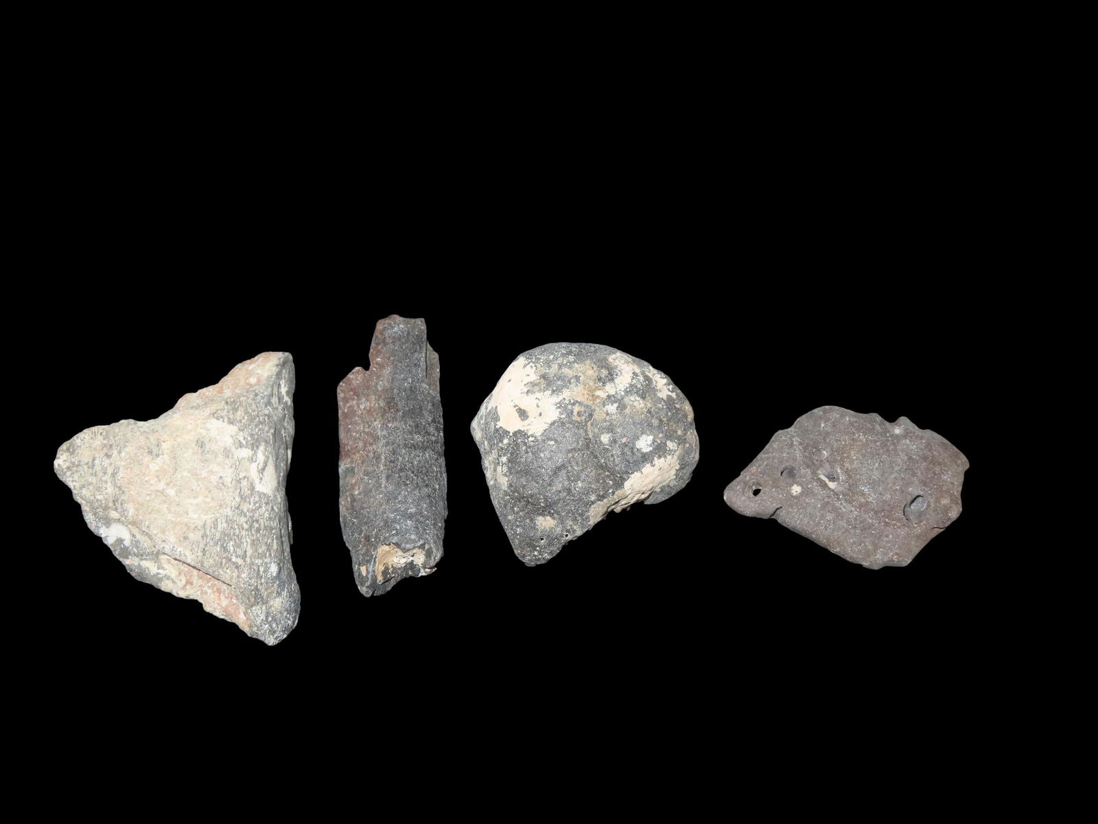 Collection Of Fossil Off Whale Bone Found Off The Coast Of Florida Millions Of Years Old: Collection Of Fossil Off Whale Bone Found Off The Coast Of Florida Millions Of Years Old