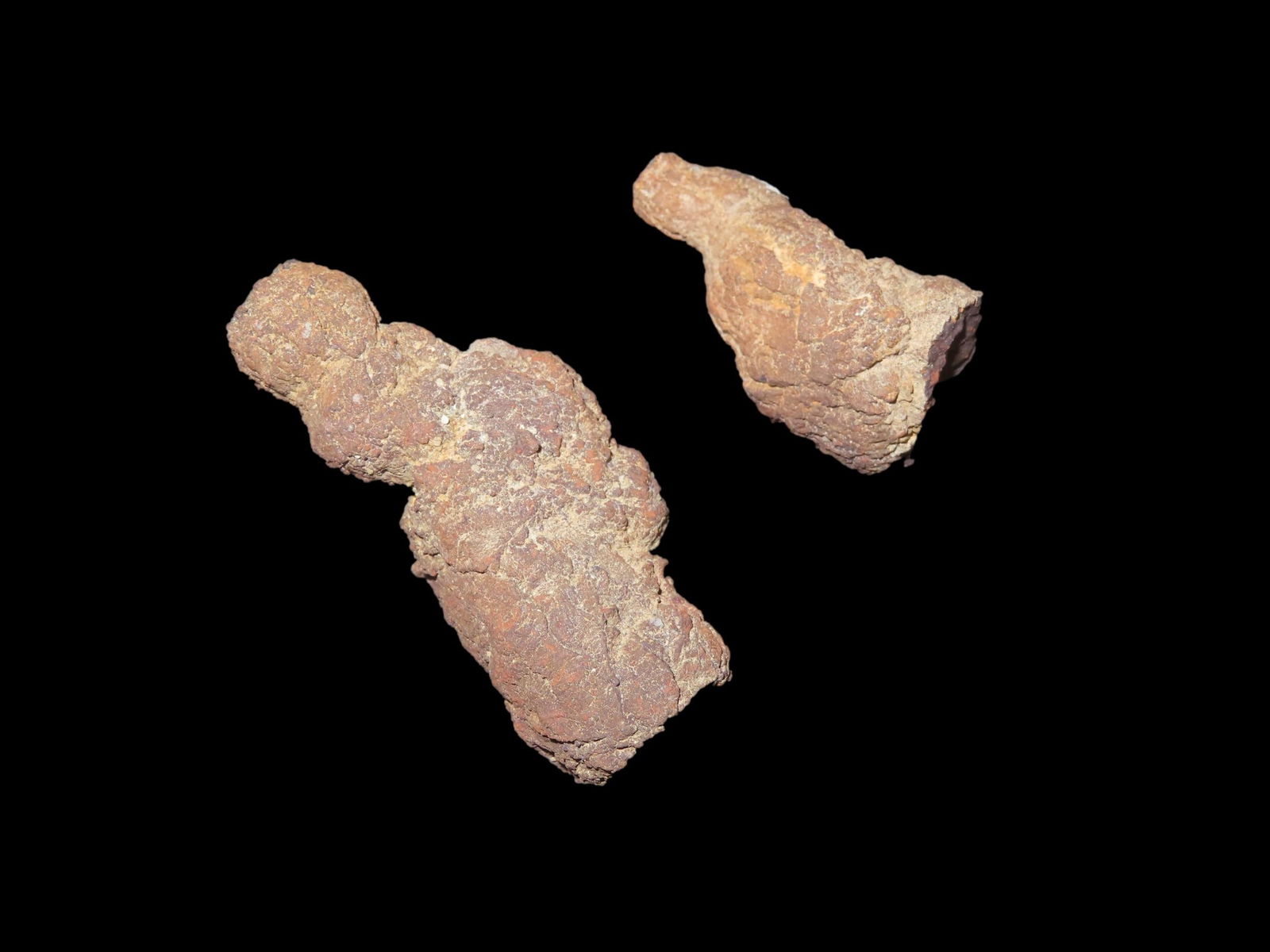 Coprolite Fossil Dinosaur Poop 100 Million Years Old Madagascar: Coprolite Fossil Dinosaur Poop 100 Million Years Old Madagascar