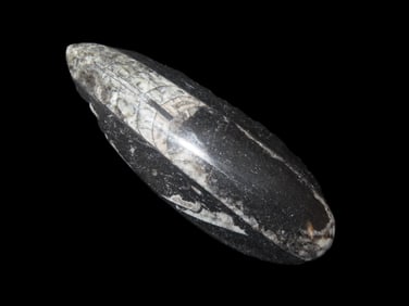 5" x 1" 1/2 400 Million years Old Polished Orthoceras Devonian Period Atlas Mountains Of Morocco