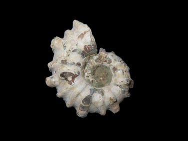 2"x 1" Fossil Tractor Ammonite-Douvilleiceras