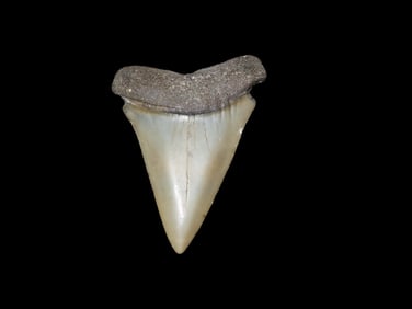 2 3/16" Fossil Mako Shark Tooth, found in Florida