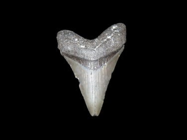 2 3/16" Fossil Megalodon Tooth, found in Florida