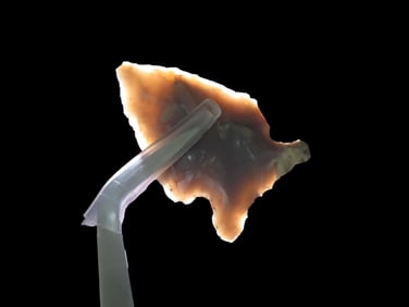 1 1/4" Alabama Pine Tree, Ex Walt McIntire Collection