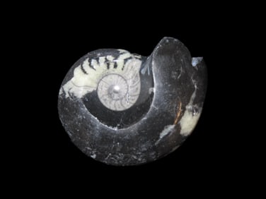 3" Fossil Ammonite, 48-65 Million years old, Paleozoic to Mesozoic Era