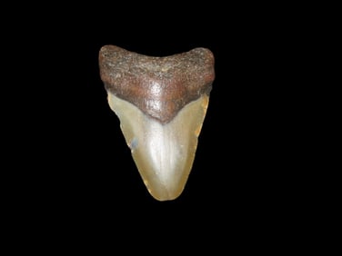 2 1/16" Fossil Megalodon Shark Tooth, found in Florida