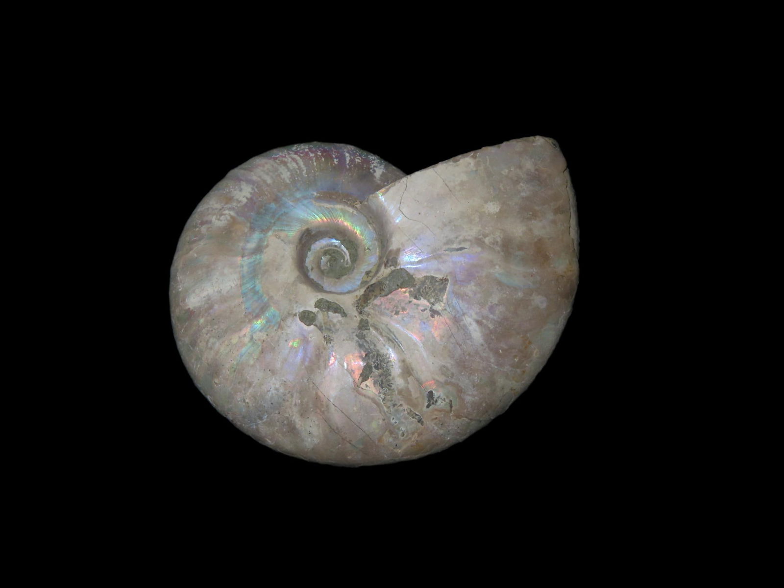 3" x 2 1/2" Fossil Ammonite, Outstanding Iridescent Color, found in Madagascar: 3" x 2 1/2" Fossil Ammonite, Outstanding Iridescent Color, found in Madagascar