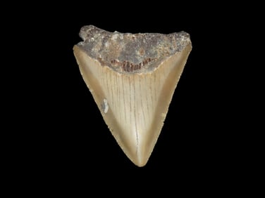 2 5/16" Fossil Megalodon Shark tooth, found in Florida