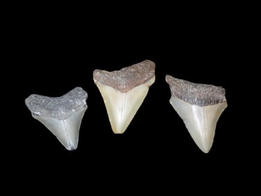 Lot of 3 Fossil Megalodon Shark Teeth found in Florida, longest is 1 7/8"