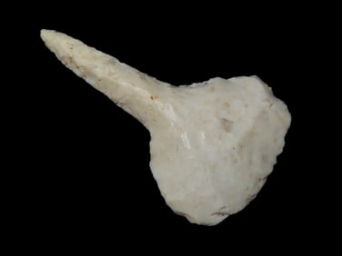 2 1/4" X 1 3/8" Drill, Motley COA, Found in Pike County IL.