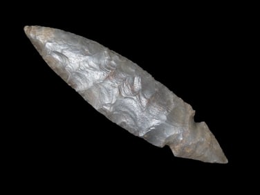 4 1/2" X 1 1/8" Turkeytail, Partain COA, Found in Kentucky