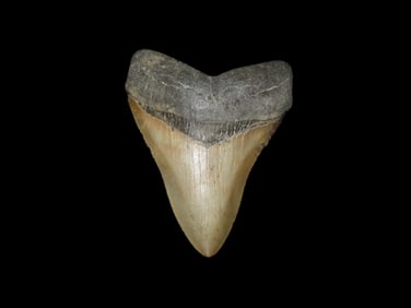 4 3/8" Fossil Megalodon Shark Tooth