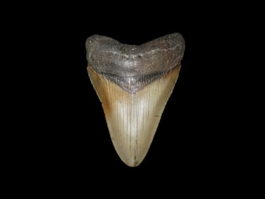 4" Fossil Megalodon Shark Tooth